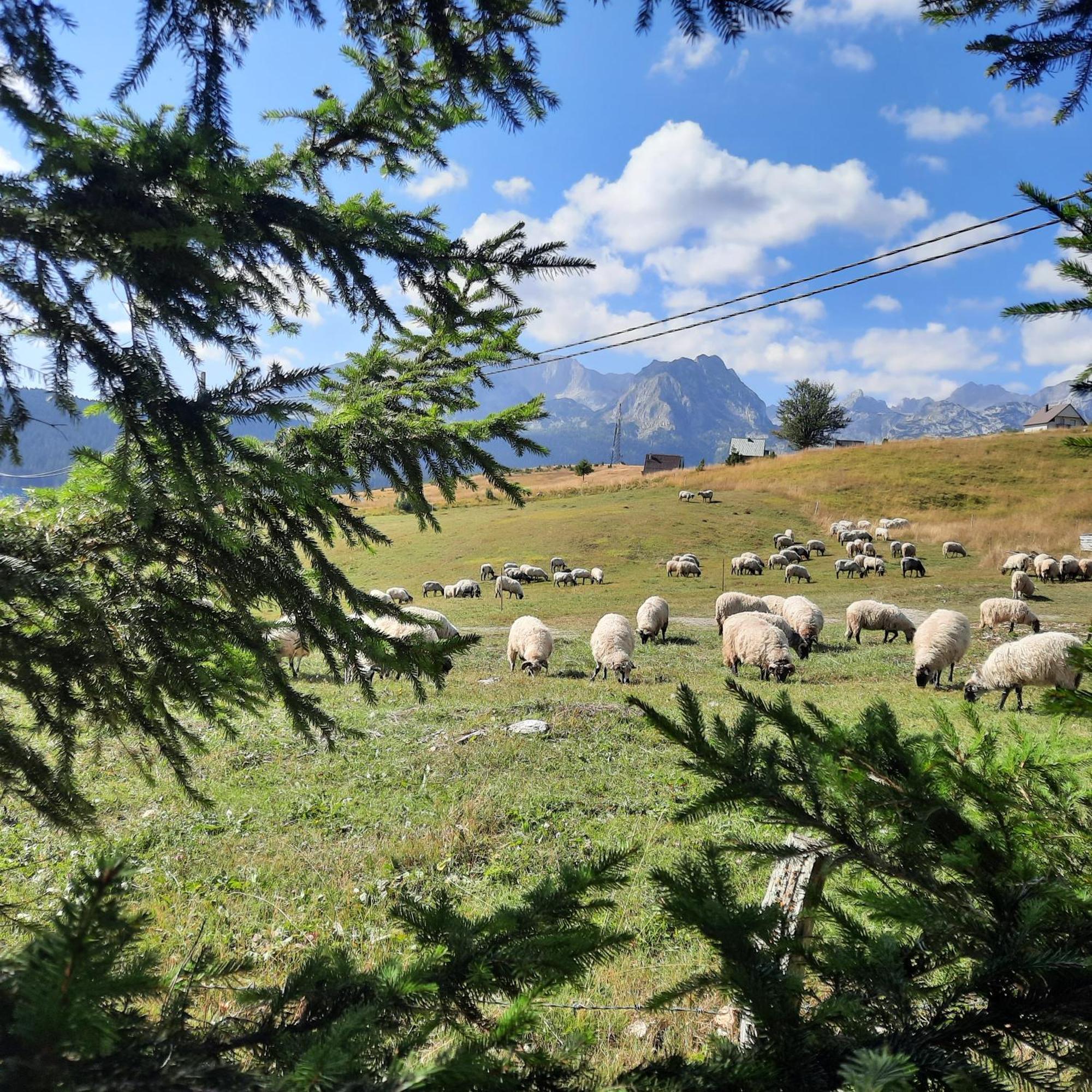 Vila Aleksandar Žabljak Esterno foto